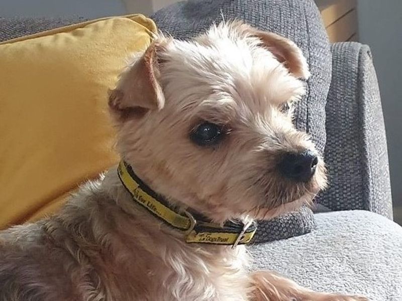 Yorkshire Terrier puppies for sale in Wickford – 16 years old