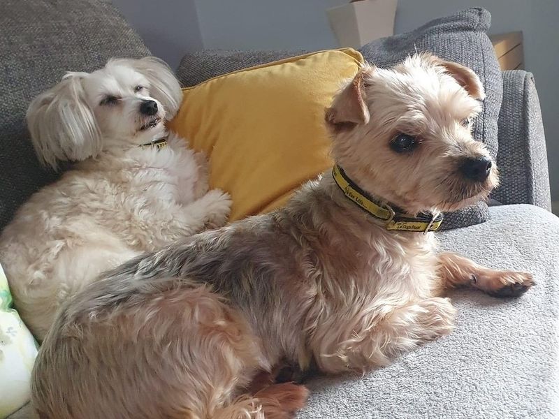 Pops for sale in Wickford - Image 2