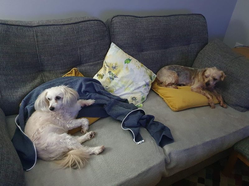 Pops for sale in Wickford - Image 3