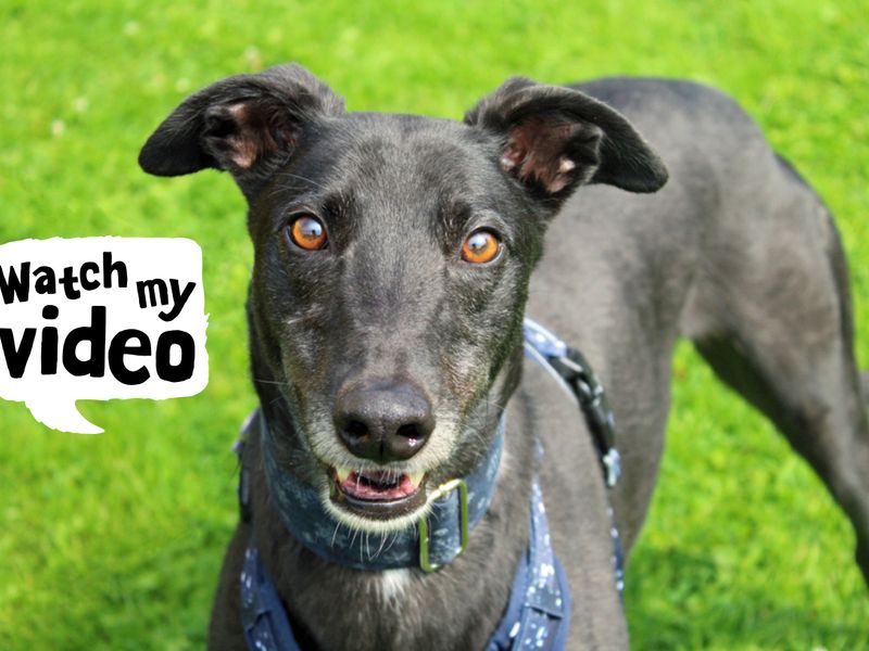 Greyhound for adoption in Liverpool, Merseyside – 6 years old - Image 3 of 4