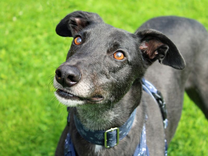 Greyhound for adoption in Liverpool, Merseyside – 6 years old - Image 4 of 4