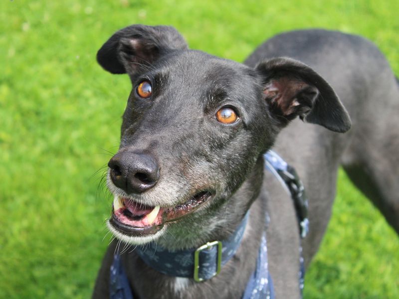 Greyhound for adoption in Liverpool, Merseyside – 6 years old - Image 1 of 4