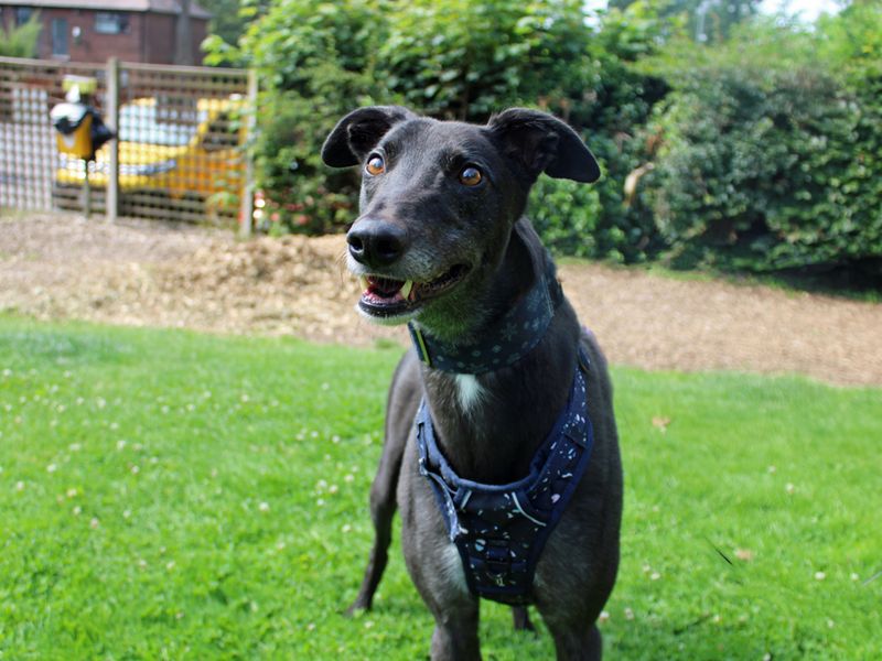 Greyhound for adoption in Liverpool, Merseyside – 6 years old - Image 2 of 4