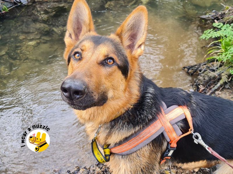 Buddy for sale in Ilfracombe, North Devon | Image 2