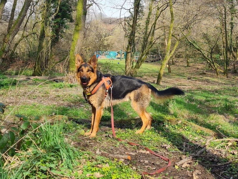 Buddy for sale in Ilfracombe, North Devon | Image 3