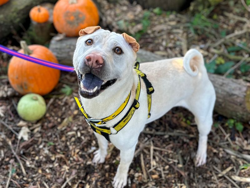 Lola | Shar Pei Cross | Harefield West London - 1