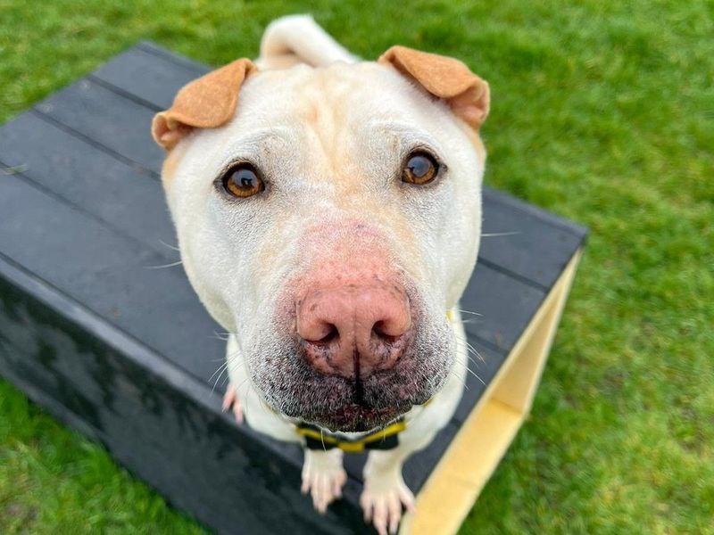 Lola | Shar Pei Cross | Harefield West London - 8