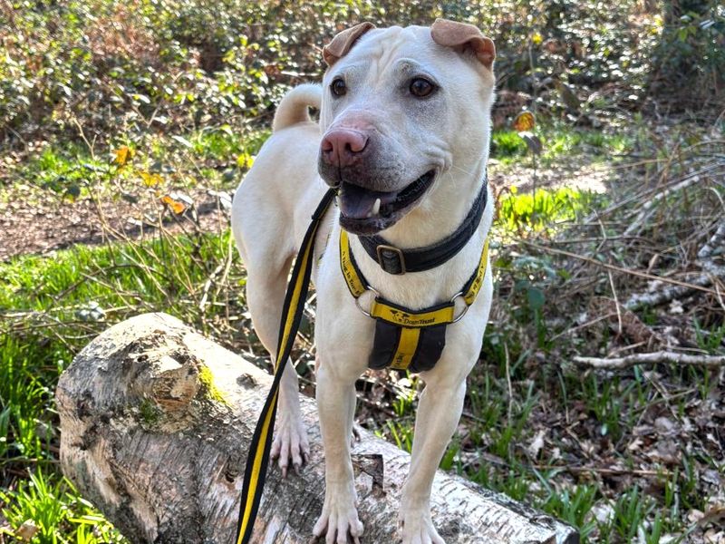 Lola | Shar Pei Cross | Harefield West London - 7