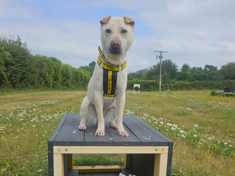 Lola | Shar Pei Cross | Harefield West London - 3