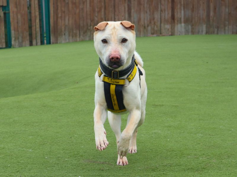 Lola | Shar Pei Cross | Harefield West London - 4