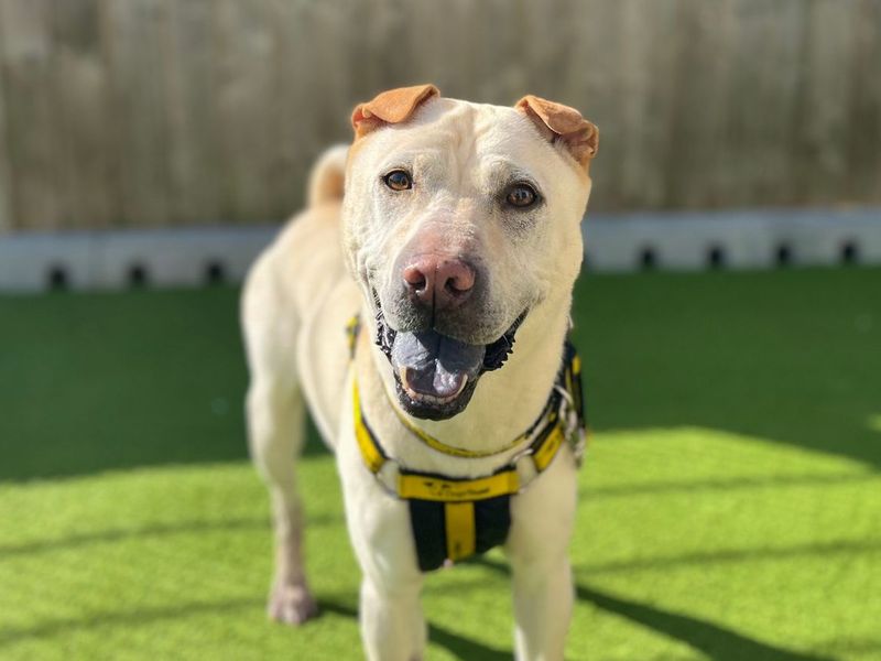 Lola Bear | Shar Pei Cross | Snetterton (Norfolk) - 7