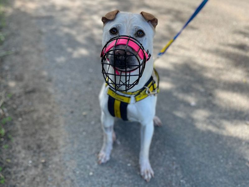 Lola Bear | Shar Pei Cross | Snetterton (Norfolk) - 4
