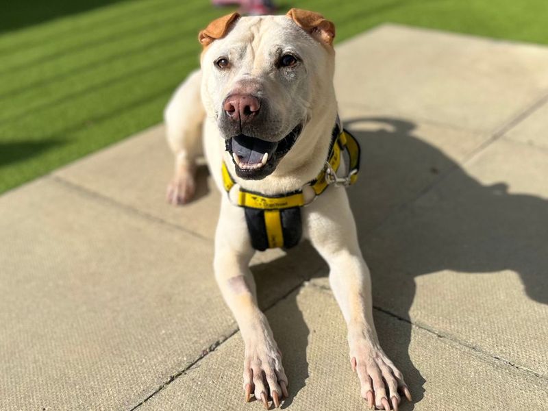 Lola Bear | Shar Pei Cross | Snetterton (Norfolk) - 5