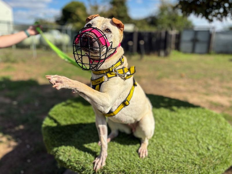 Lola Bear | Shar Pei Cross | Snetterton (Norfolk) - 8