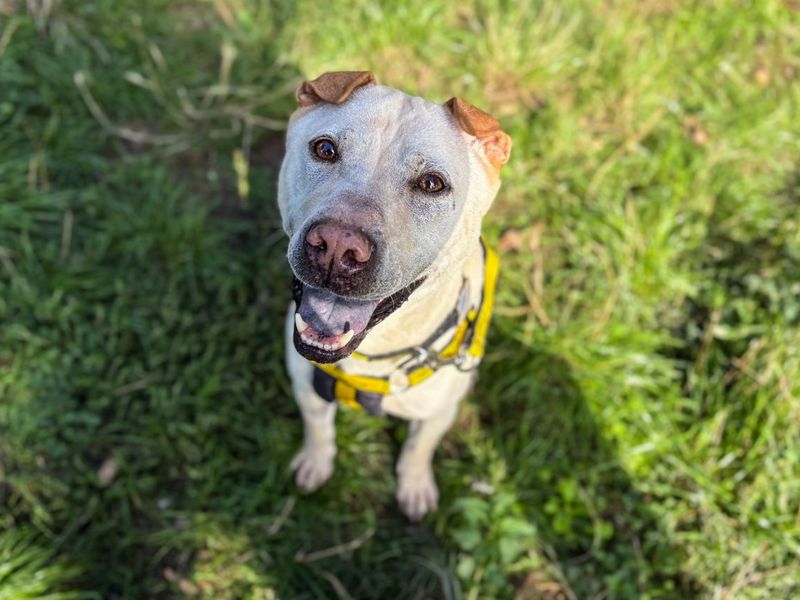 Lola Bear | Shar Pei Cross | Snetterton (Norfolk) - 6