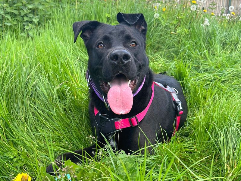 American Bulldog for adoption in Uxbridge, London – 3 years old - Image 4 of 5