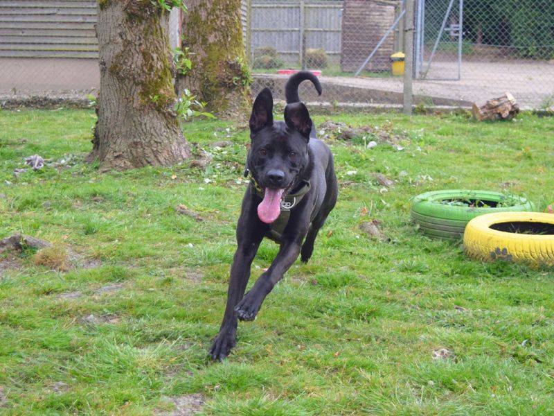 American Bulldog for adoption in Uxbridge, London – 3 years old - Image 2 of 5