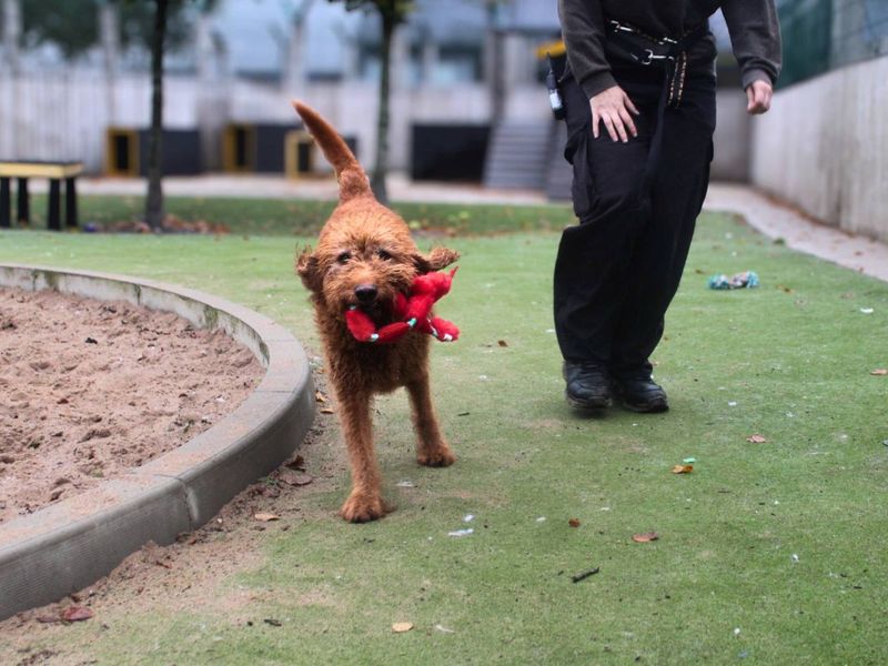 Gordon - Image 4 of 5