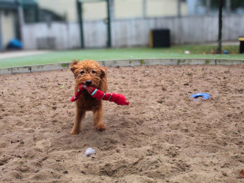 Gordon - Image 2 of 5