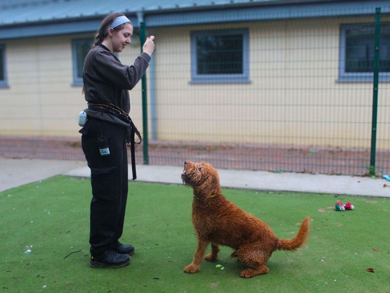 Gordon - Image 5 of 5