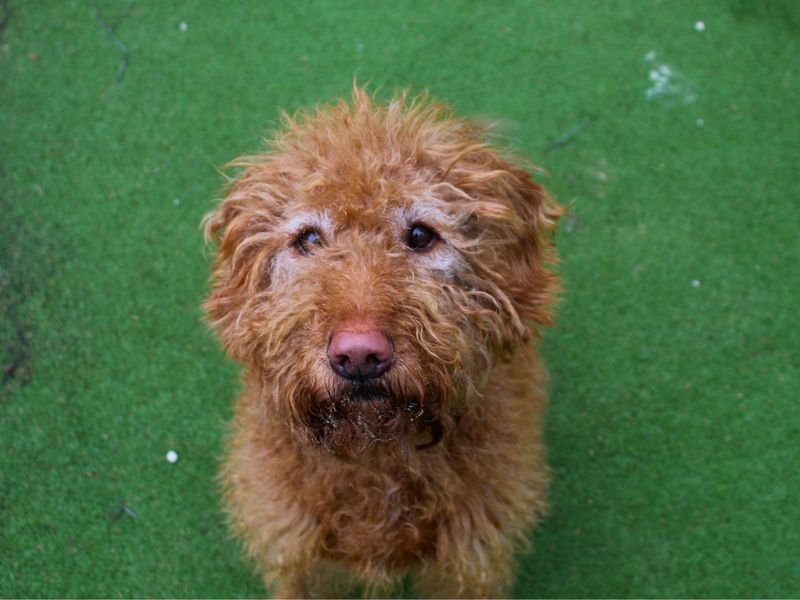 Gordon | Retriever (Labrador) Cross | Manchester - 1