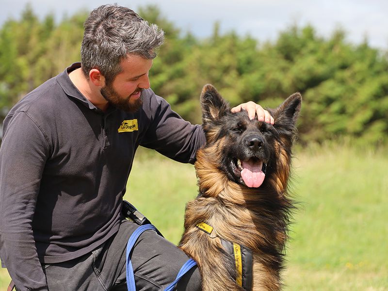 German Shepherd for adoption in Leeds, Yorkshire – 4 years old - Image 4 of 5