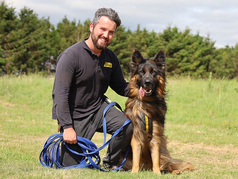 German Shepherd for adoption in Leeds, Yorkshire – 4 years old - Image 5 of 5