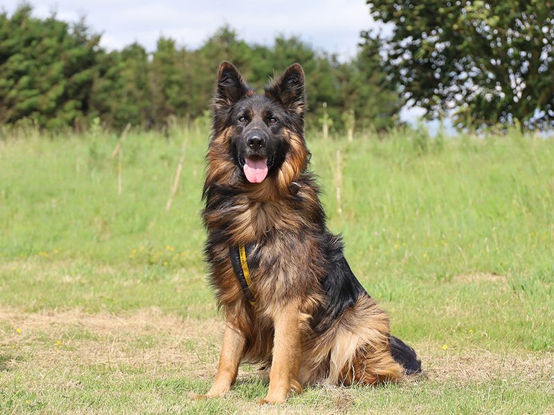 German Shepherd for adoption in Leeds, Yorkshire – 4 years old - Image 2 of 5