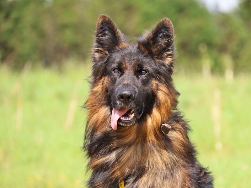 German Shepherd for adoption in Leeds, Yorkshire – 4 years old - Image 3 of 5