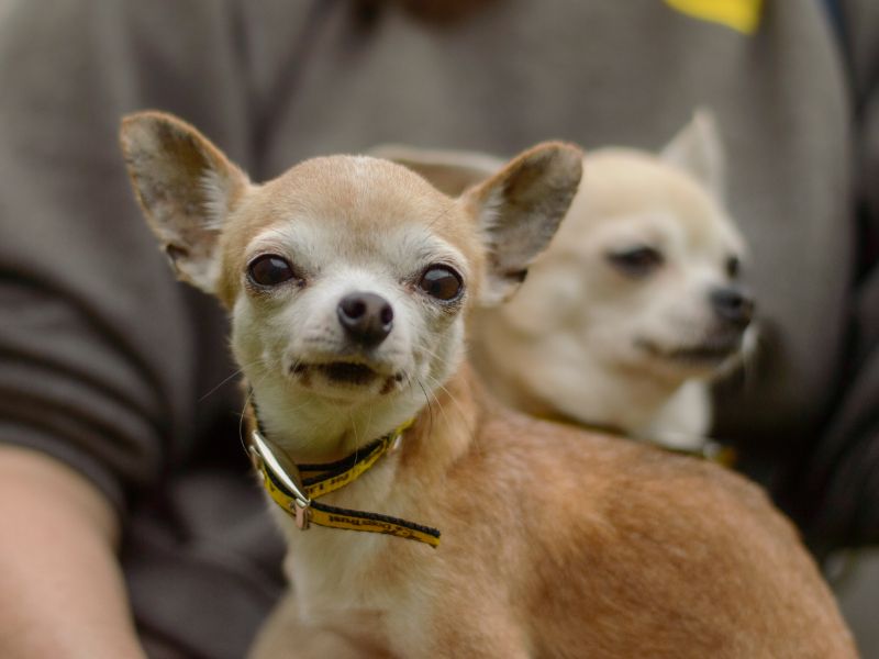 Chihuahua for adoption in Kenilworth, Warks – 6 years old