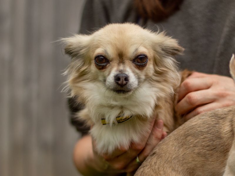 Chihuahua for adoption in Kenilworth, Warks – 6 years old