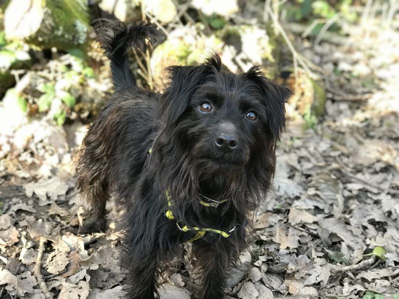 Poodle for adoption in Cardiff, Glamorgan – 10 years old - Image 3 of 3