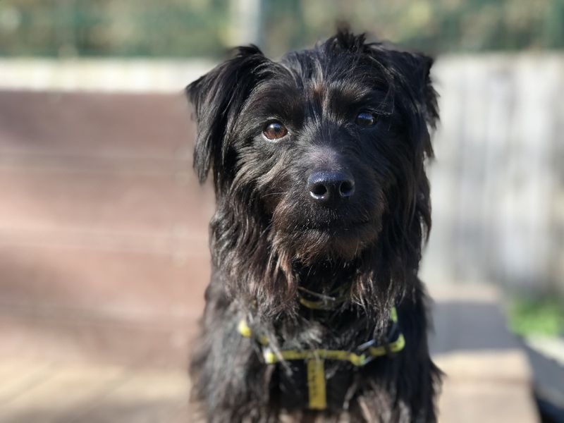 Poodle for adoption in Cardiff, Glamorgan – 10 years old - Image 2 of 3