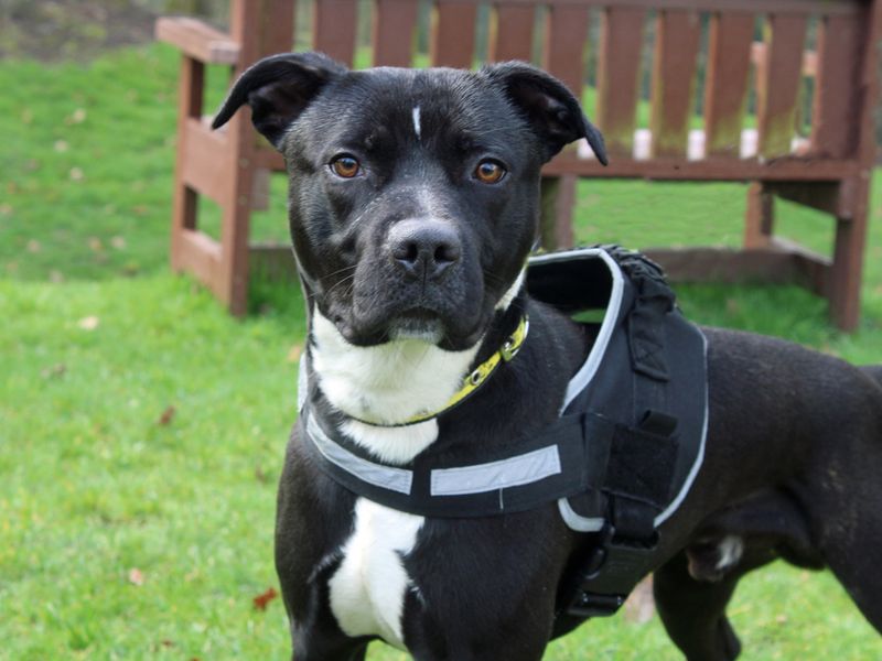 Staffordshire Bull Terrier for adoption in Liverpool, Merseyside – 4 years old - Image 2 of 4
