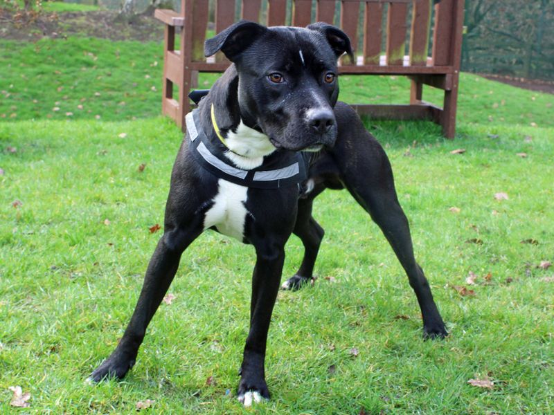 Staffordshire Bull Terrier for adoption in Liverpool, Merseyside – 4 years old - Image 4 of 4