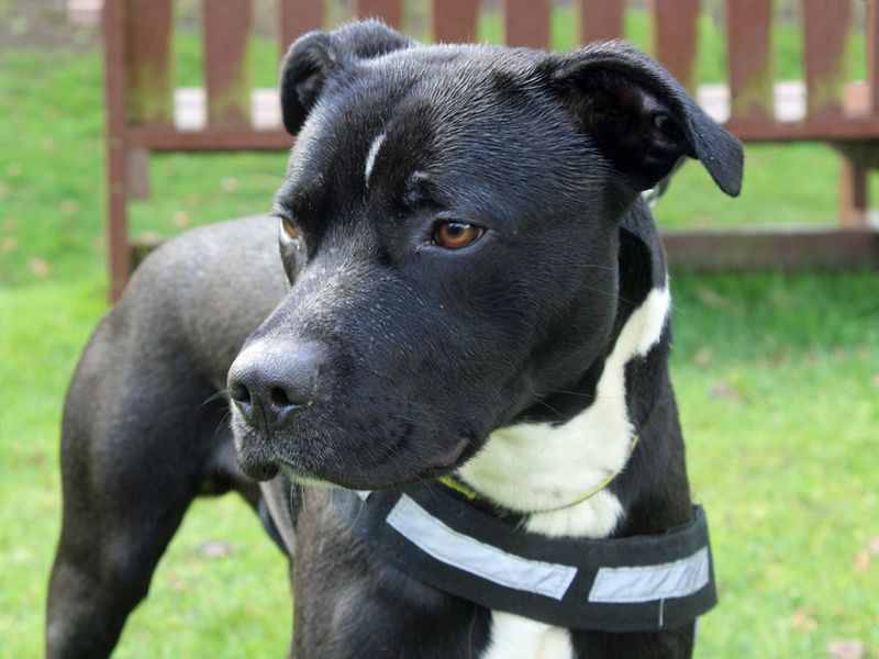 Staffordshire Bull Terrier for adoption in Liverpool, Merseyside – 4 years old - Image 1 of 4