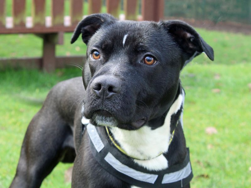 Staffordshire Bull Terrier for adoption in Liverpool, Merseyside – 4 years old - Image 3 of 4