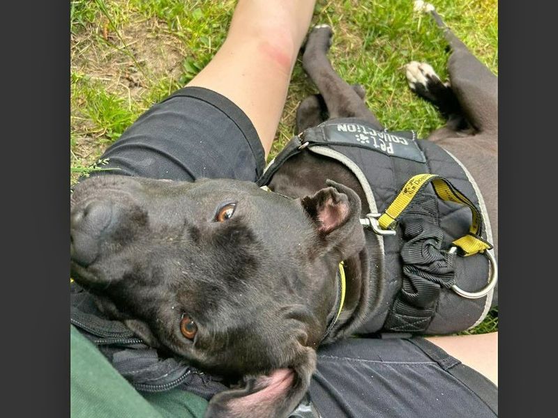 American Bulldog for adoption in Wickford, Essex – 4 years old - Image 2 of 8