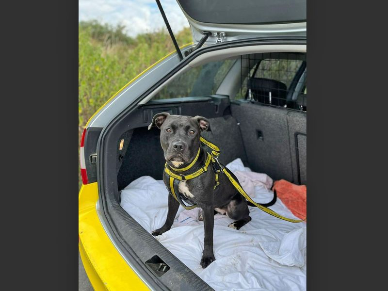 American Bulldog for adoption in Wickford, Essex – 4 years old - Image 6 of 8