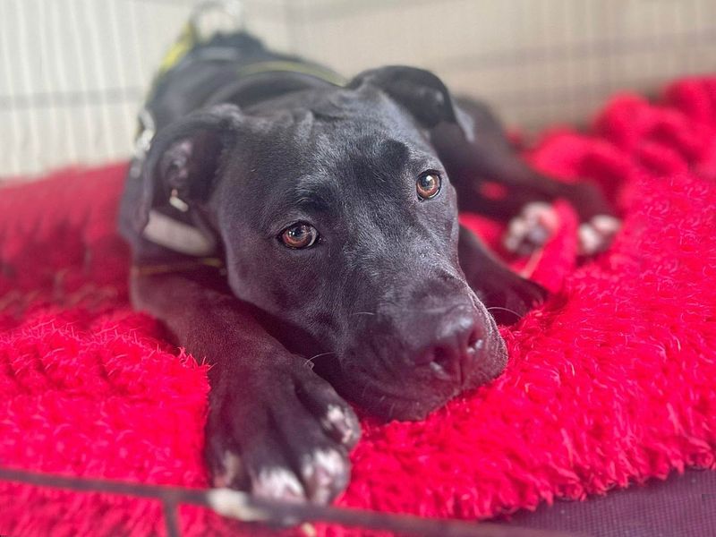 American Bulldog for adoption in Wickford, Essex – 4 years old - Image 5 of 8