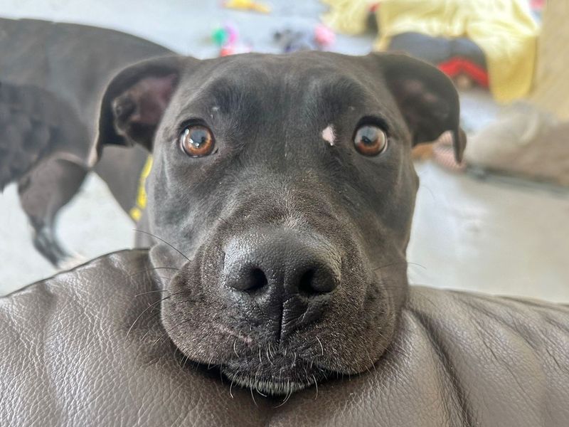 American Bulldog for adoption in Wickford, Essex – 4 years old - Image 4 of 8