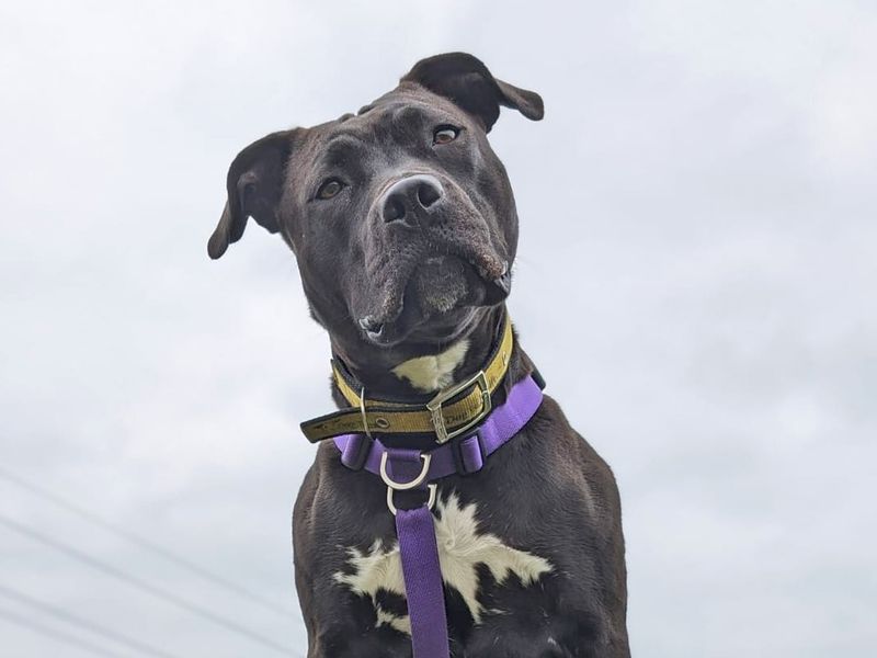 American Bulldog for adoption in Wickford, Essex – 4 years old - Image 7 of 8