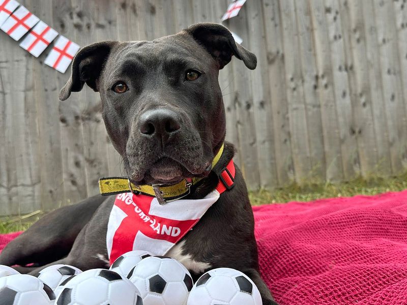 American Bulldog for adoption in Wickford, Essex – 4 years old - Image 8 of 8