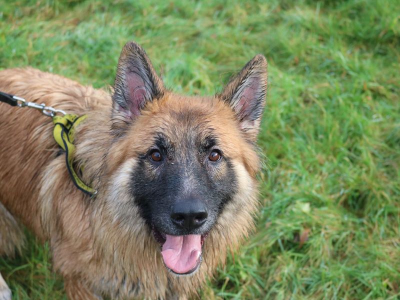 New dog listed for rescue at the Dogs Trust - Glasgow - Chase