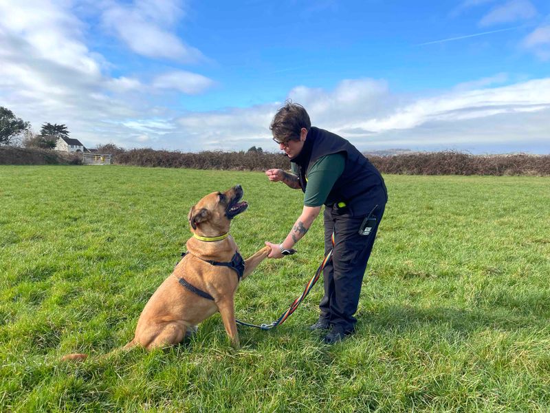 German Shepherd puppies for sale in Shoreham by Sea – 8 years old