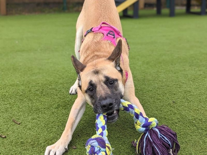 Rocko for sale in Uxbridge - Image 2