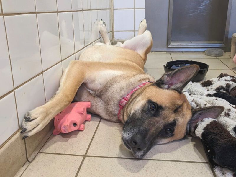 Rocko for sale in Uxbridge - Image 3
