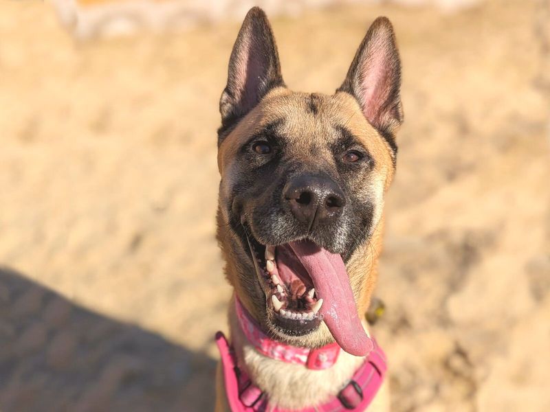 German Shepherd puppies for sale in Uxbridge – 3 years old
