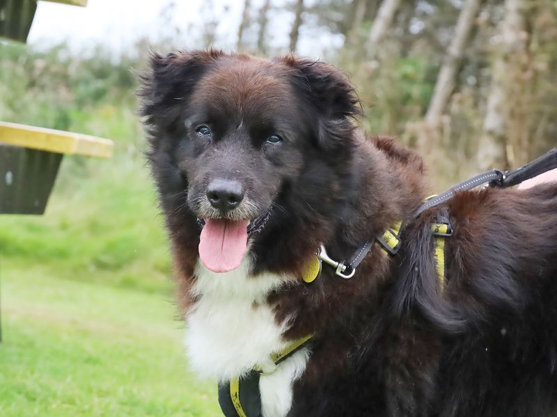 Border Collie for adoption in Leeds, Yorkshire – 8 years old - Image 2 of 5