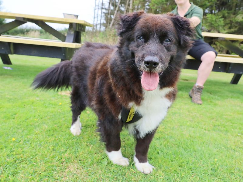 Border Collie for adoption in Leeds, Yorkshire – 8 years old - Image 5 of 5